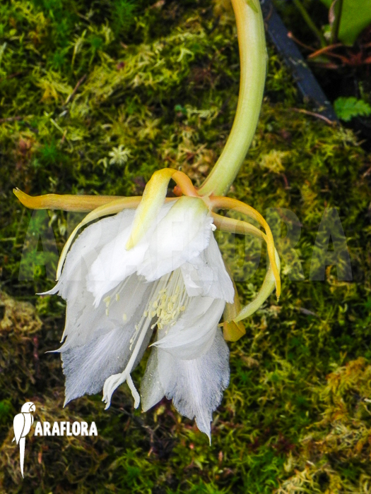Epiphyllum anguliger flower