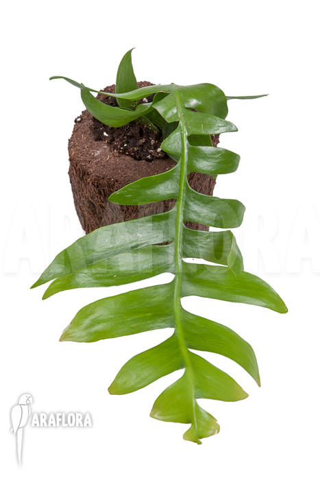 Epiphyllum chrysocardium