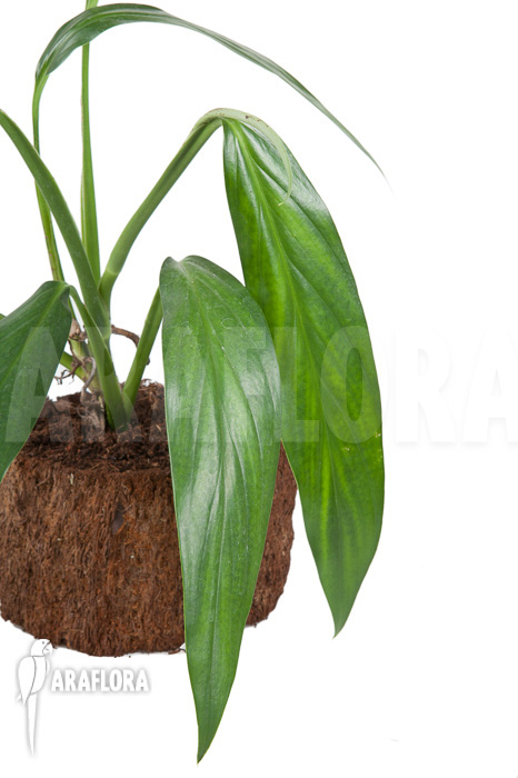 Epipremnum amplissimum ‘starter’