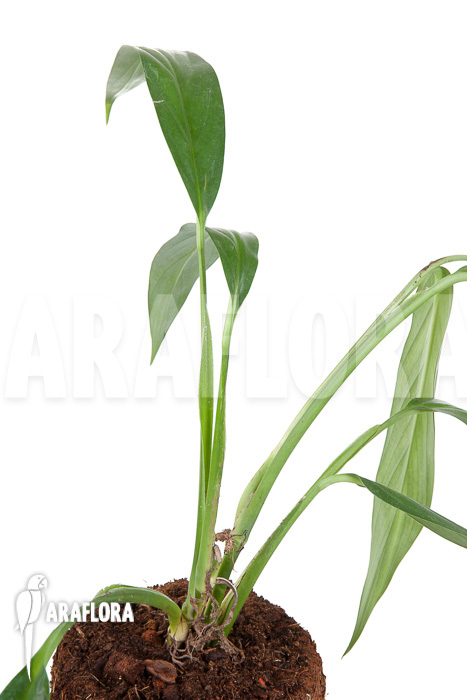 Epipremnum amplissimum ‘starter’