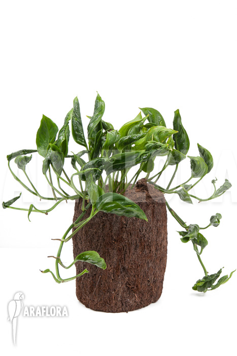 Epipremnum aureum Shangri-La