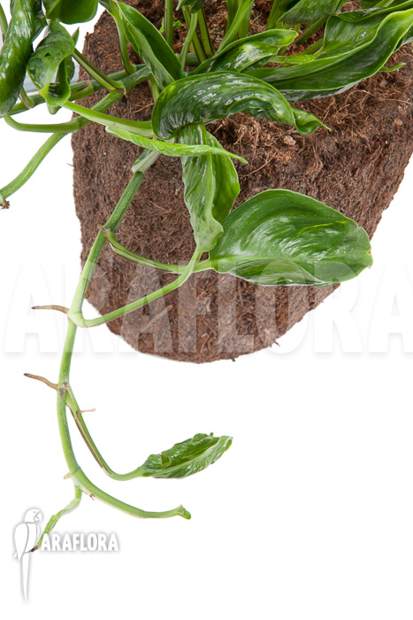 Epipremnum aureum Shangri-La