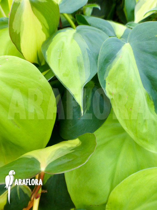 Epipremnum pinnatum ‘Araflora liner’ detail