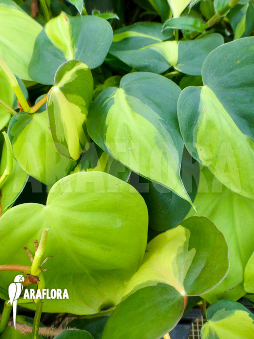 Epipremnum pinnatum ‘Araflora liner’ detail