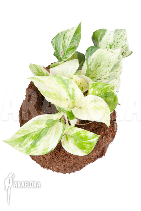 Epipremnum pinnatum ‘Marble Planet’