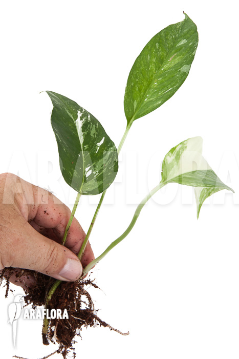 Epipremnum-pinnatum-variegated-3