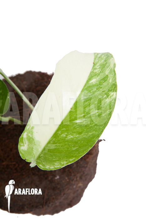 Epipremnum-pinnatum-variegated-4