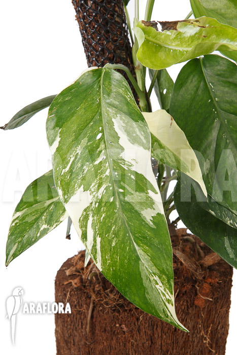 Epipremnum pinnatum variegated XL