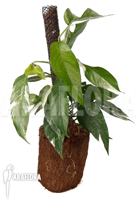 Epipremnum pinnatum variegated XL