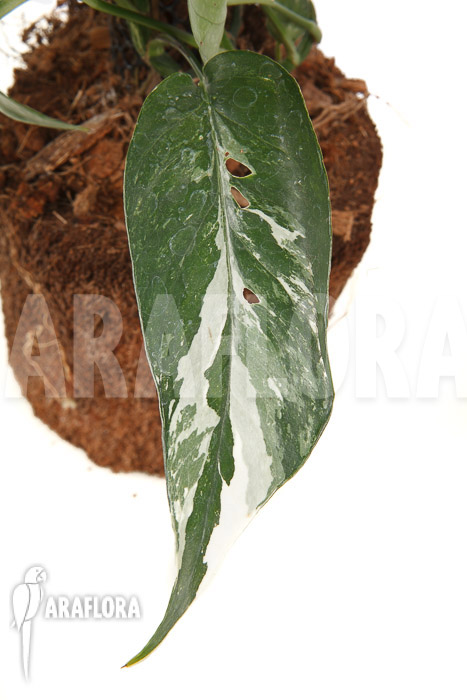 Epipremnum pinnatum variegated XL
