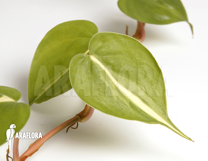 Epipremnum pinnatum ‘Araflora liner’