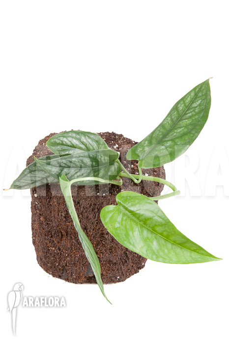 Epipremnum sp Blue ‘M’