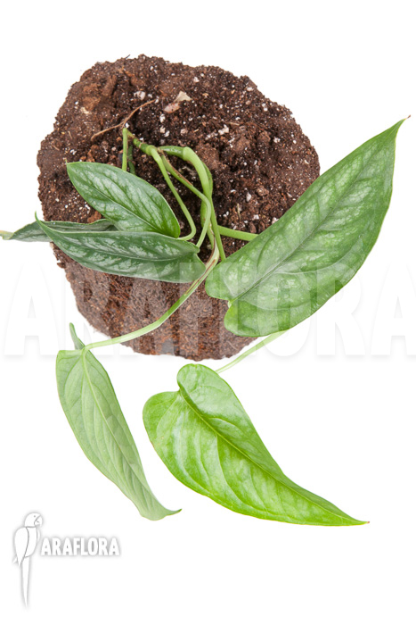 Epipremnum sp Blue ‘M’