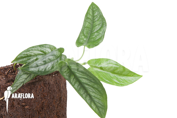 Epipremnum sp Blue ‘M’