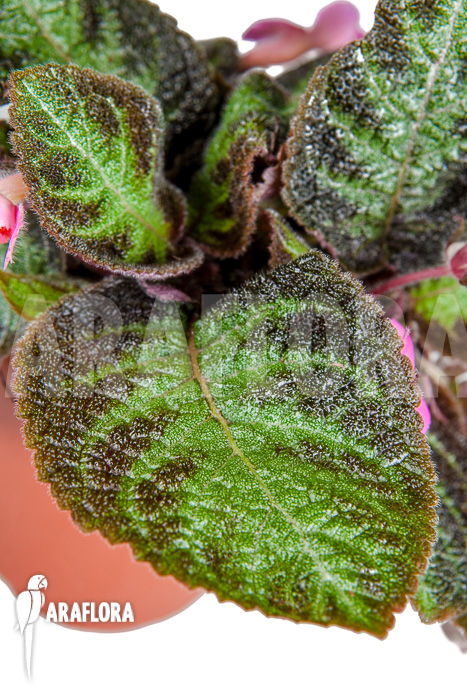 Episcia cupreata Pink Panther