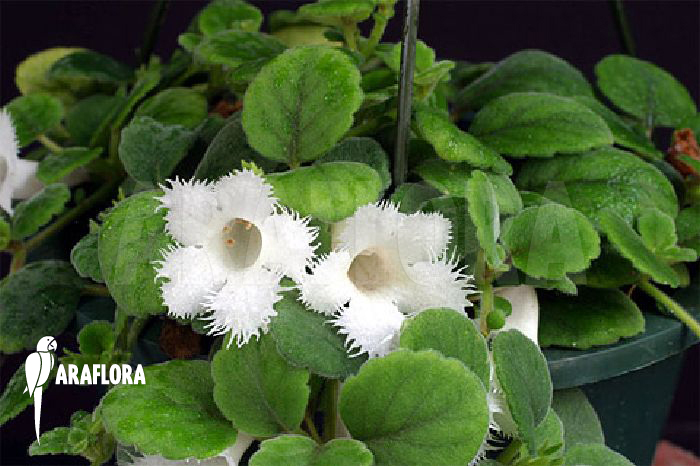 Episcia dianthiflora