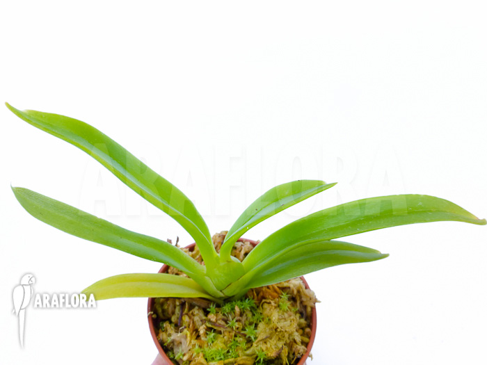 Eria ornata Starter