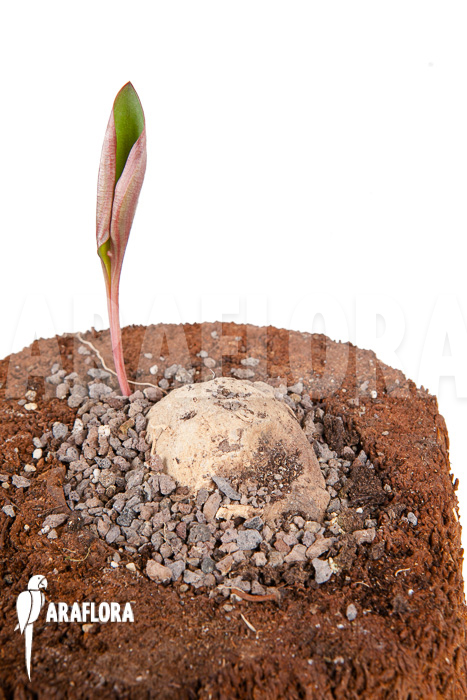 Eriosperma cooperii ‘L’