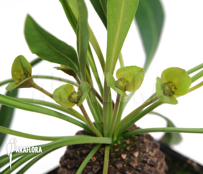 Euphorbia bupleurifolia