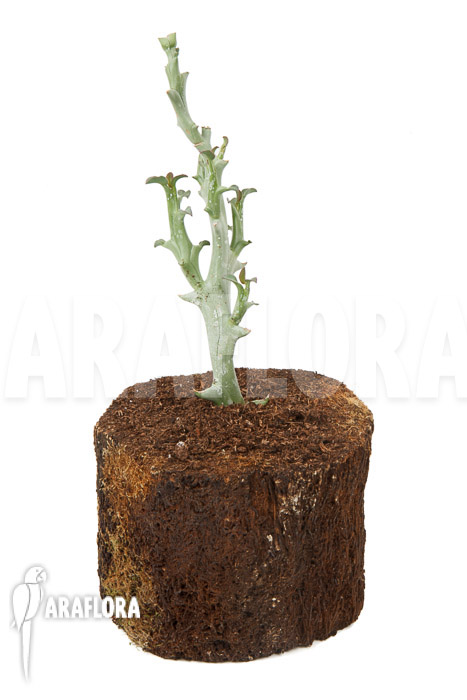 Euphorbia hamata ‘Starter’