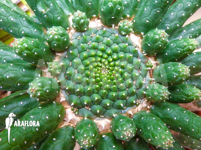 Euphorbia inermis