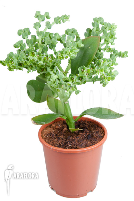 Euphorbia neokaessneri