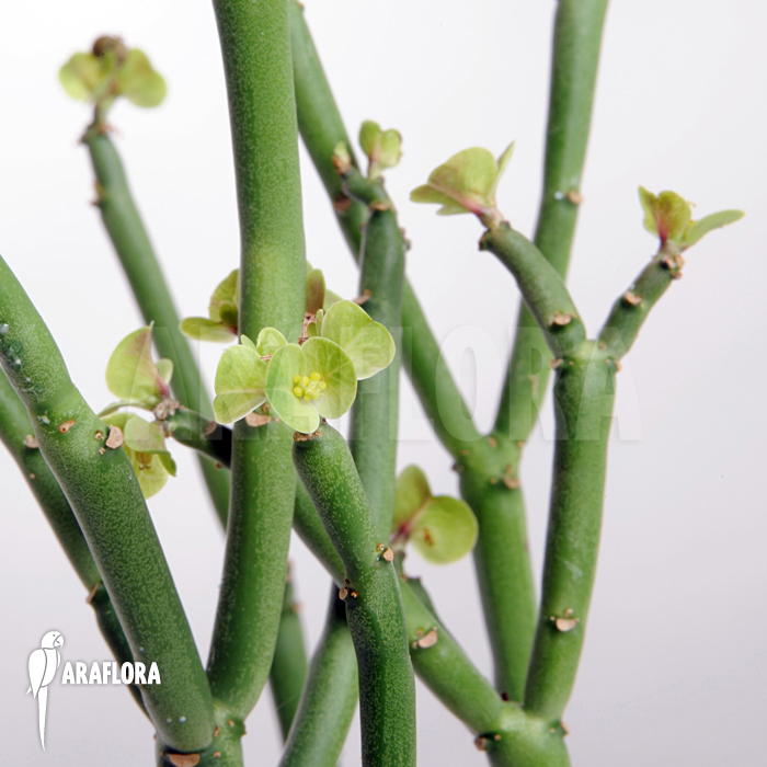 Euphorbia phosphorea