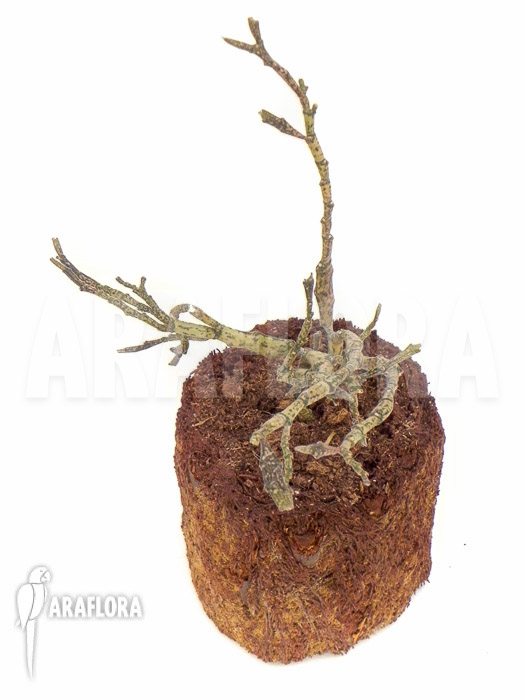 Euphorbia platyclada