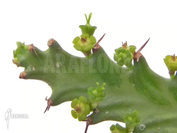 Flower Euphorbia stellata