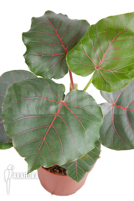Ficus petiolaris ‘Starter’
