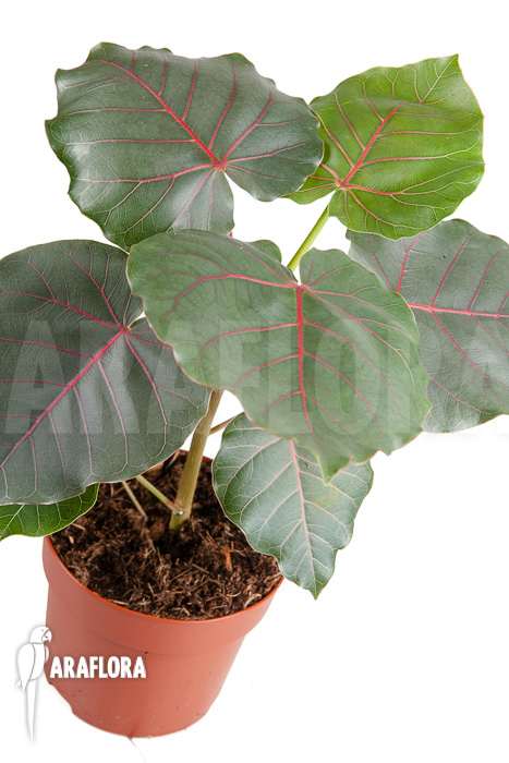 Ficus petiolaris ‘Starter’