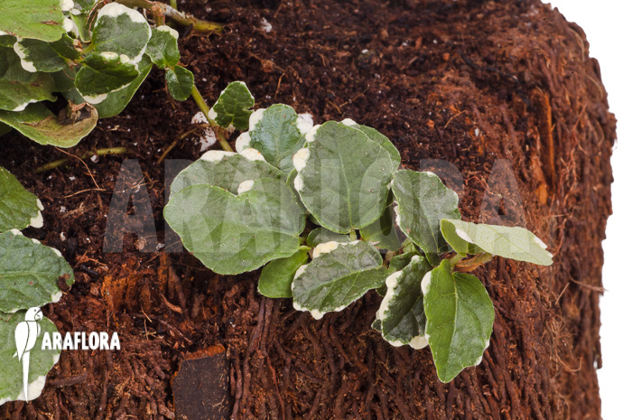 Ficus pumila ‘White sunny’