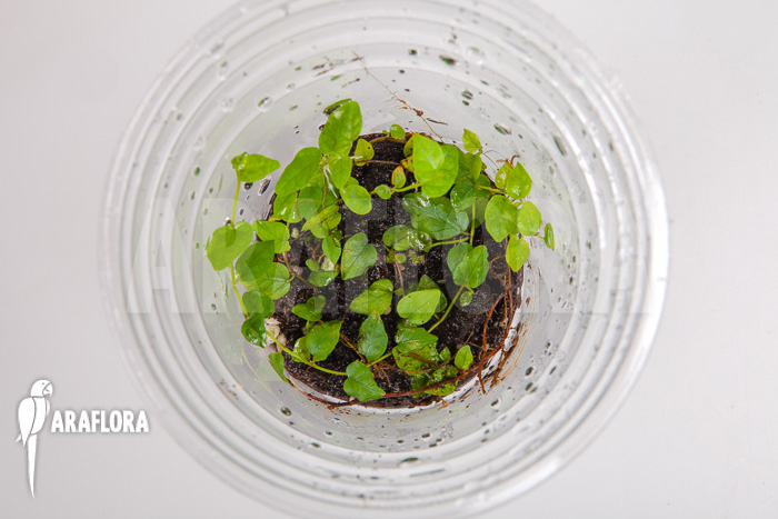 Ficus pumila var minuta ‘Species Colombia’ ‘Starter’