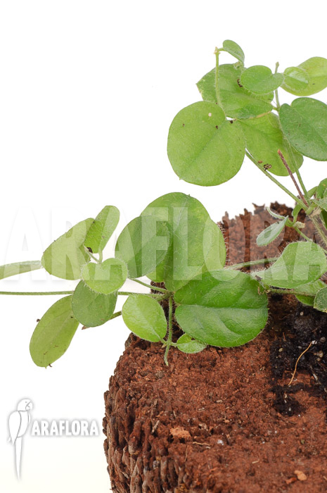 Ficus species Borneo