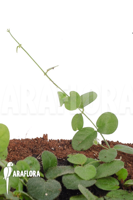 Ficus species Borneo