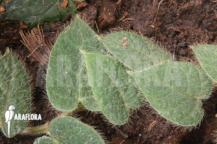 Ficus villosa ‘Starter’
