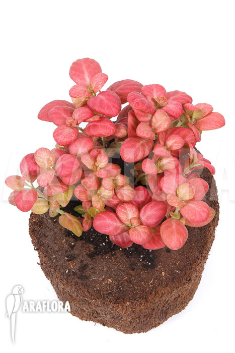 Fittonia Pink Special