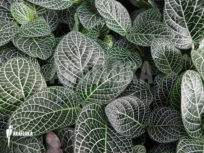 Fittonia verschaffeltii var. argyroneura