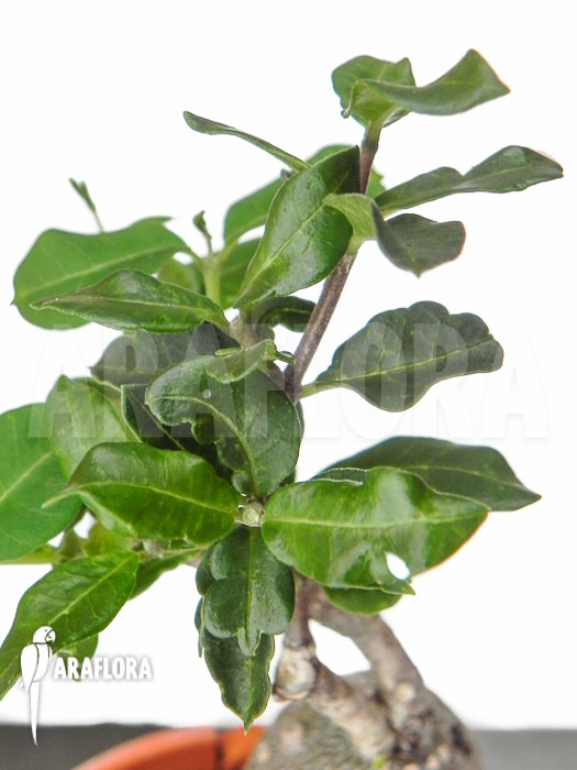 Fockea edulis ‘M’