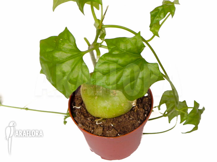 Gerrardanthus macrorhizus