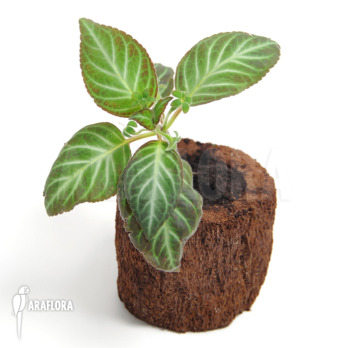 Gloxinella lindeniana