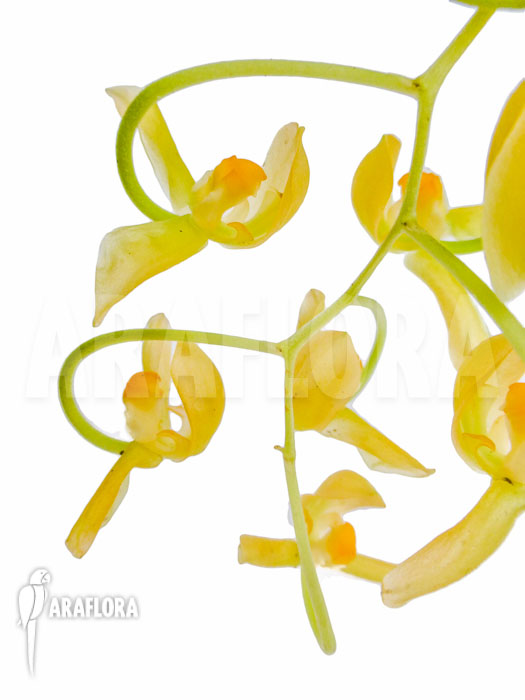 Gongora galeata var Concolor