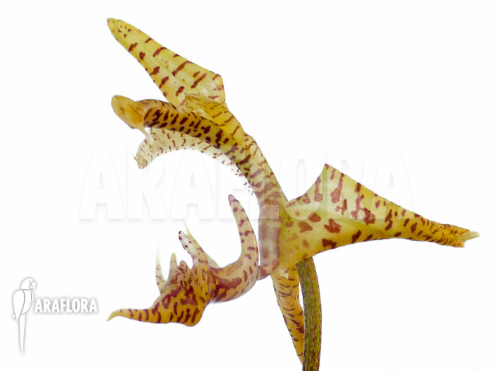 Gongora species