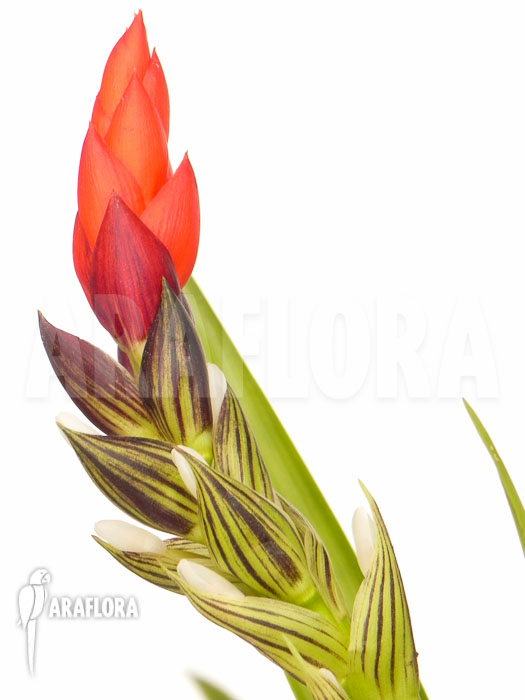 Guzmania monostachia