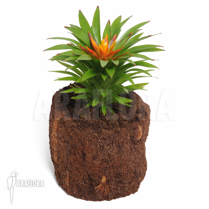 Guzmania x ‘Theresa’