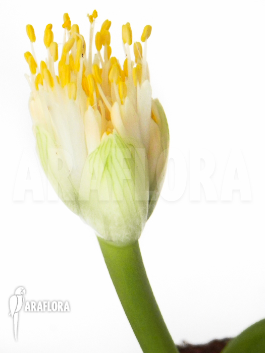Haemanthus albiflos
