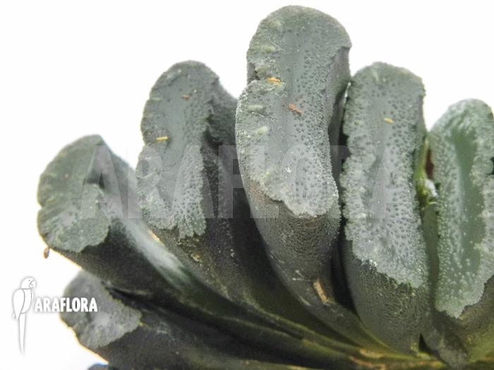 Haworthia truncata