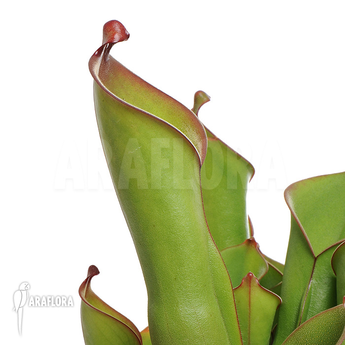 Heliamphora heterodoxa ‘L’