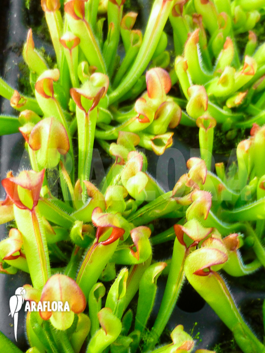 Heliamphora heterodoxa Starter