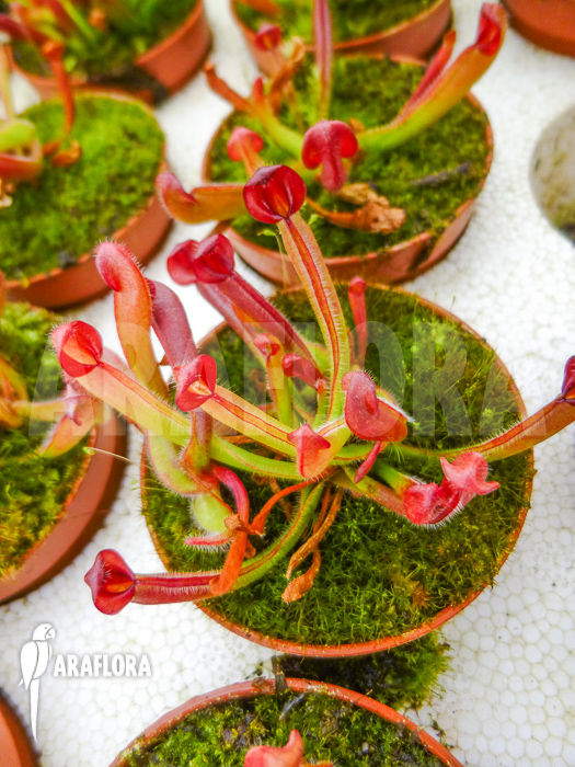 Heliamphora-heterodoxa-starter-4